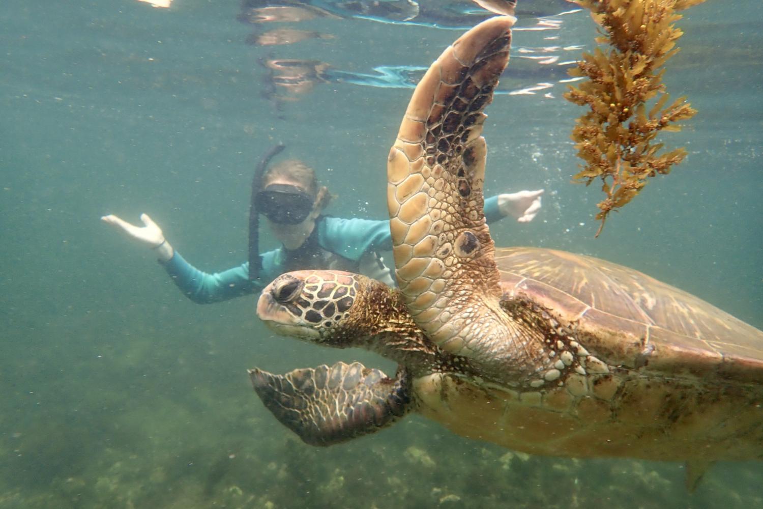 一名<a href='http://61c.urbanvotes.com/'>全球十大赌钱排行app</a>学生在Galápagos群岛游学途中与一只巨龟游泳.